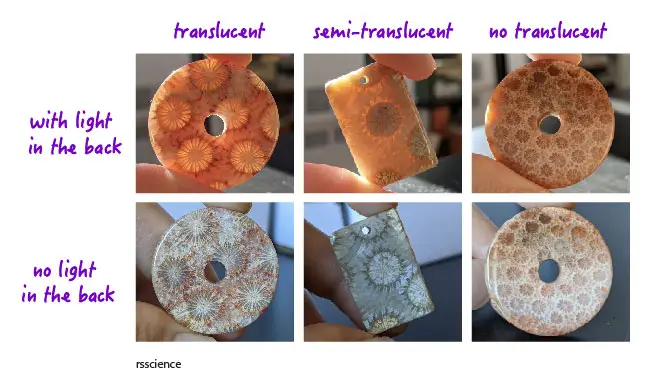 agatized-fossil-coral-translucent
