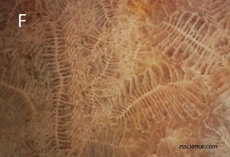 agatized-fossil-coral-worm