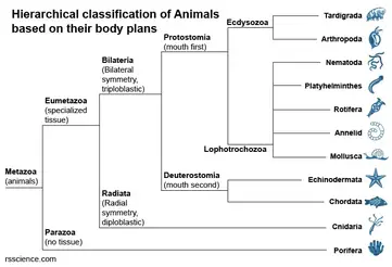 Kingdom Animalia - Classification, Characteristics, and Evolution - Rs'  Science