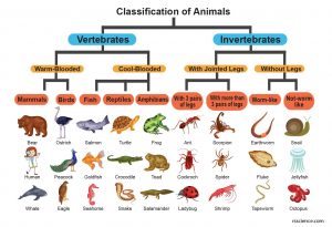 Kingdom Animalia - Classification, Characteristics, and Evolution - Rs ...