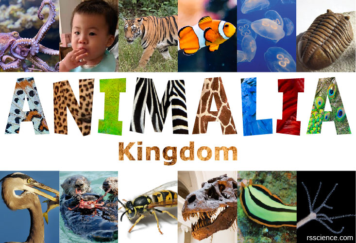animalia kingdom classification