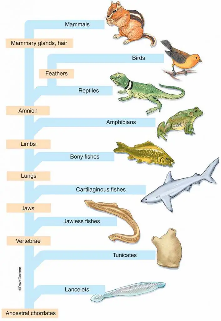 chordate-family-tree