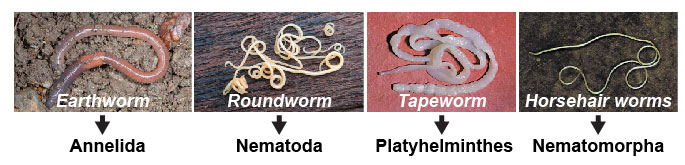 different-phyla-worms