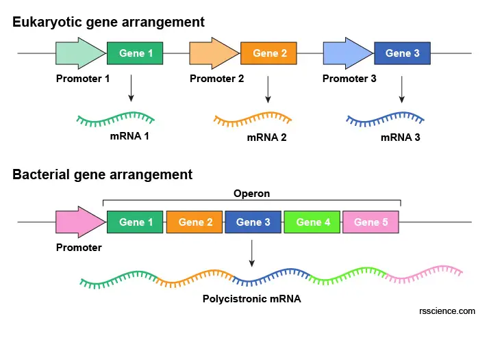 eukaryotic-and-bacterial-gene-arrangement