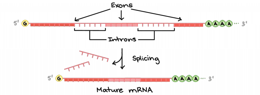 exon-and-intron