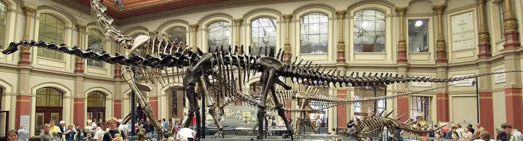 fossil-skeleton-Dinosaurierhalle