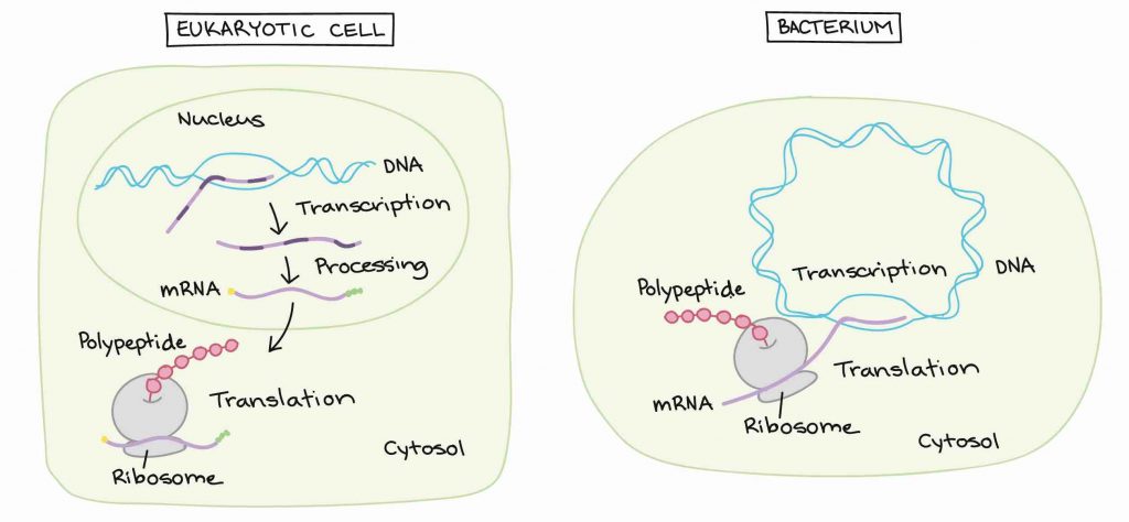 gene-expression-difference-bacteria-eukaryote