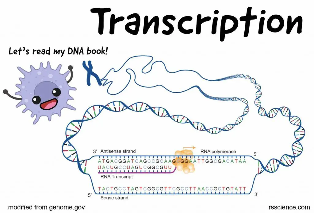 gene transcription mRNA