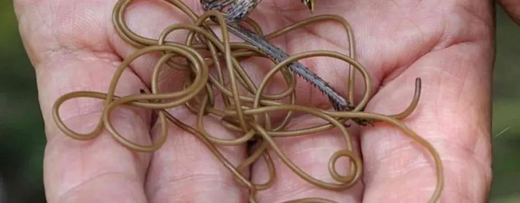 half-meter-long-Horsehair-Worm