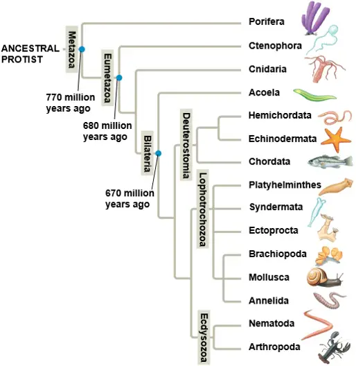 phylogenetic-tree-animal