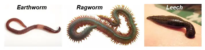 phylum-Annelids-example-earthworm-ragworm-leech