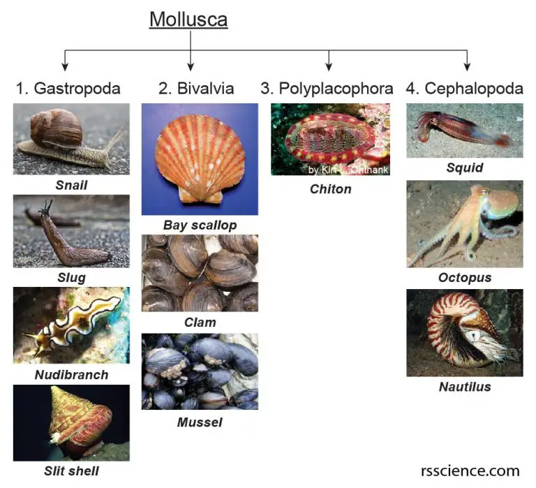 Kingdom Animalia - Different Phylum and their examples - Rs' Science