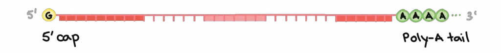 pre-mRNA-5cap-polyA