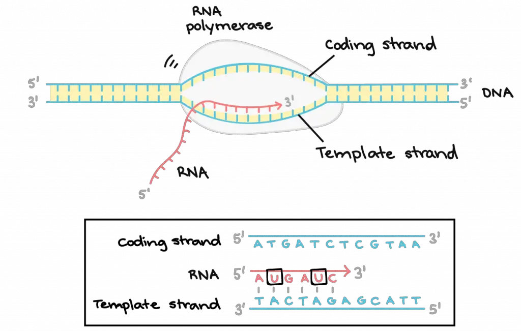 transcription-Elongation