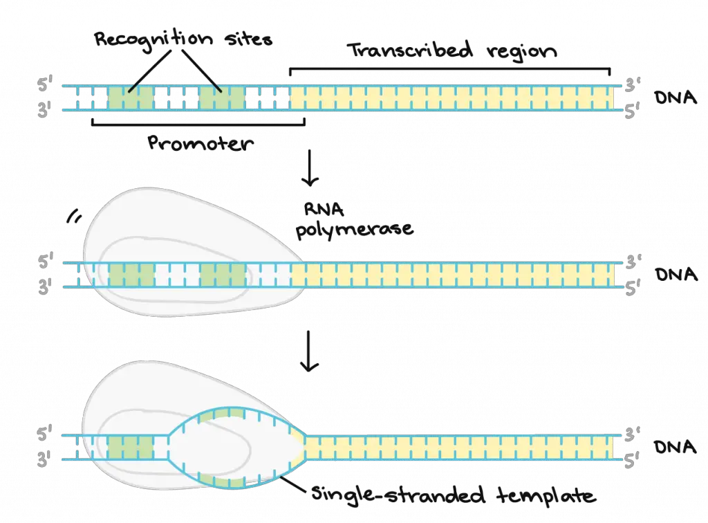 transcription-Initiation