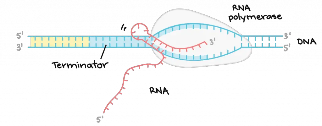 transcription-Termination