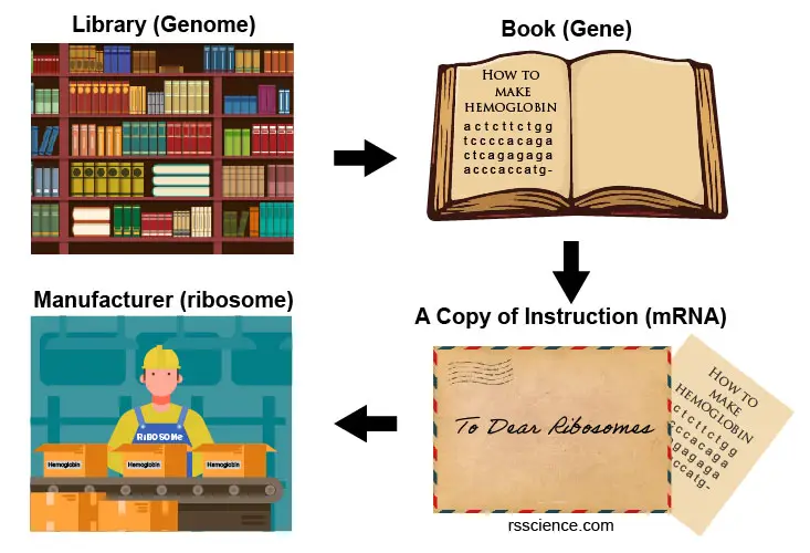 transcription-analogy