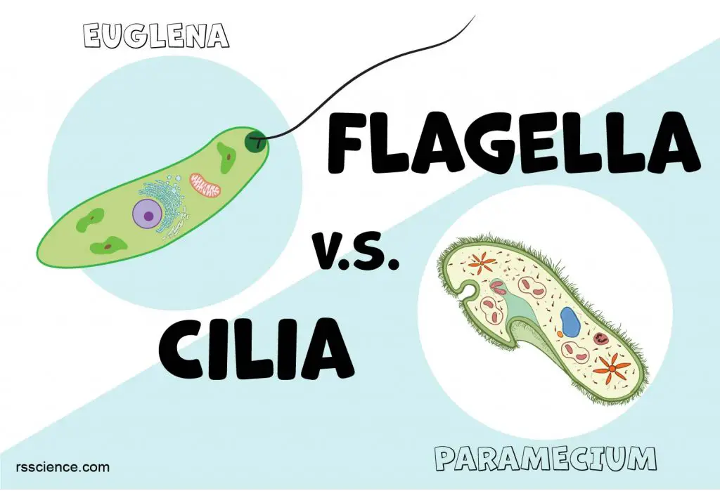 Flagella and Cilia structure comparison