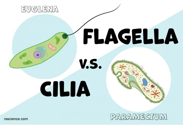 Flagella and Cilia Definition, Structure, and Functions Rs' Science