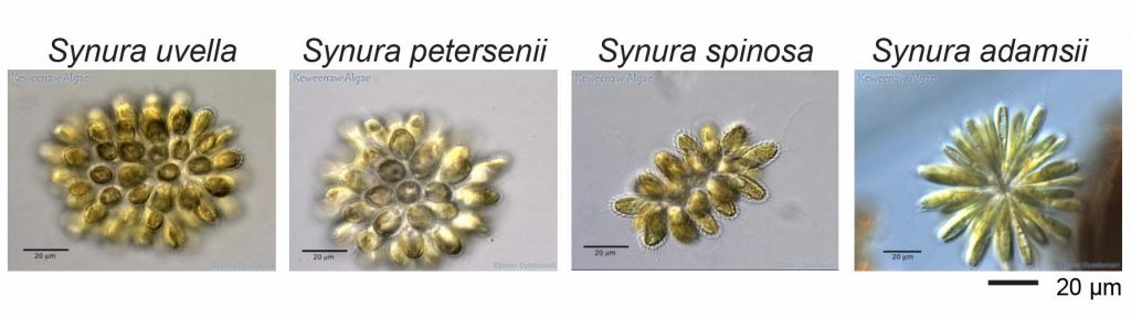 Four-genera-of-Synura-North-America