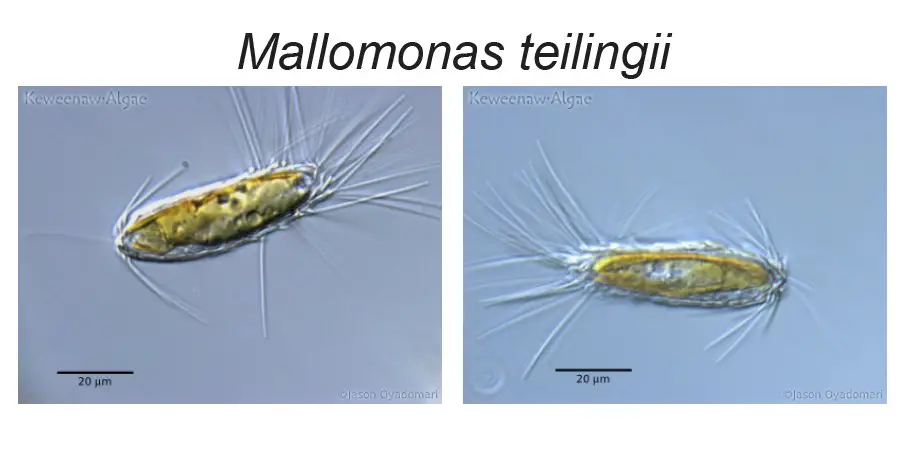 Mallomonas-species