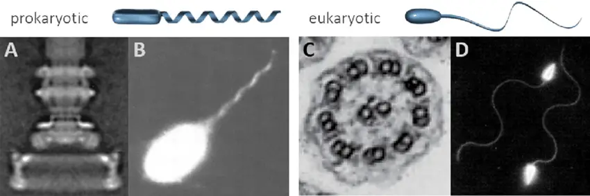 Prokaryotic-helical-and-eukaryotic-whiplash-flagella-a-rotary-motor-of-the