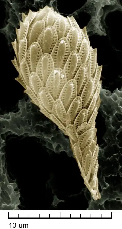 SEM-image-scale