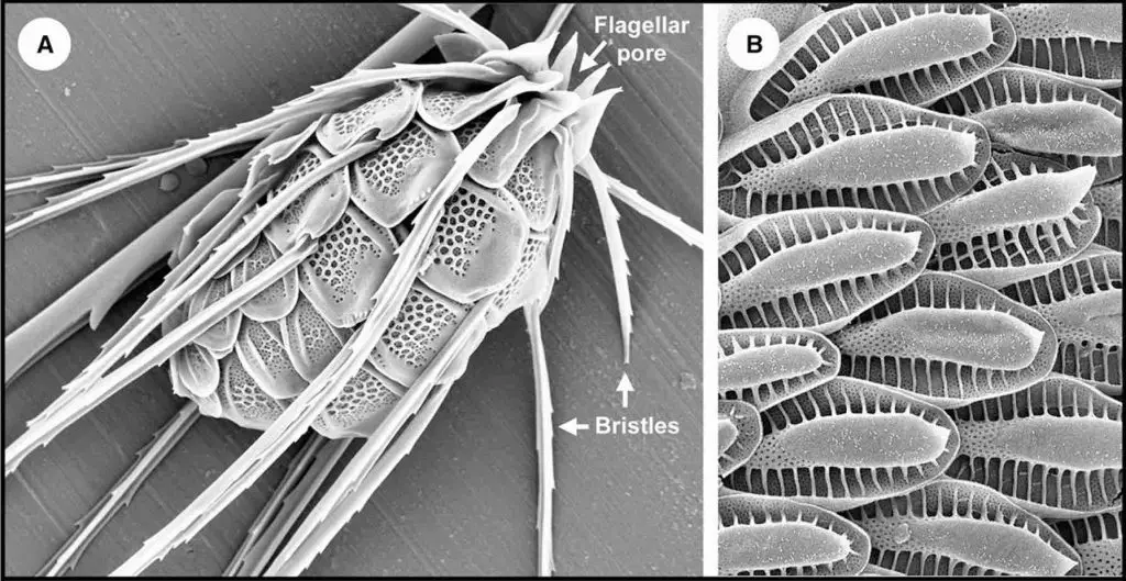 SEM-image-synura-scale-bristle