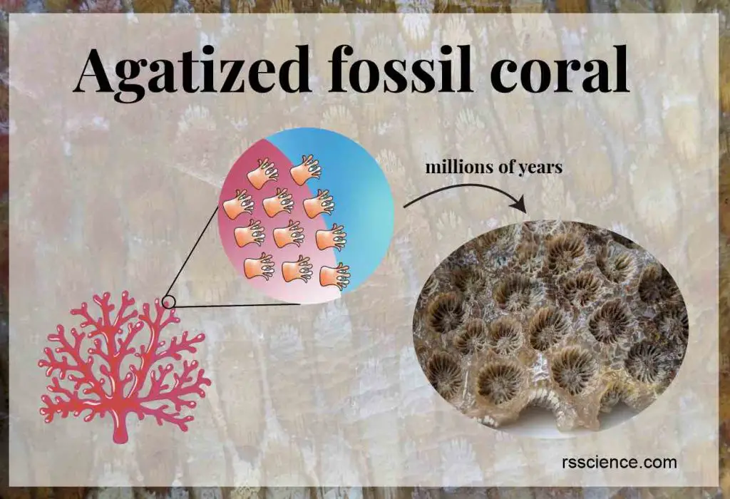 agatized fossil coral cover