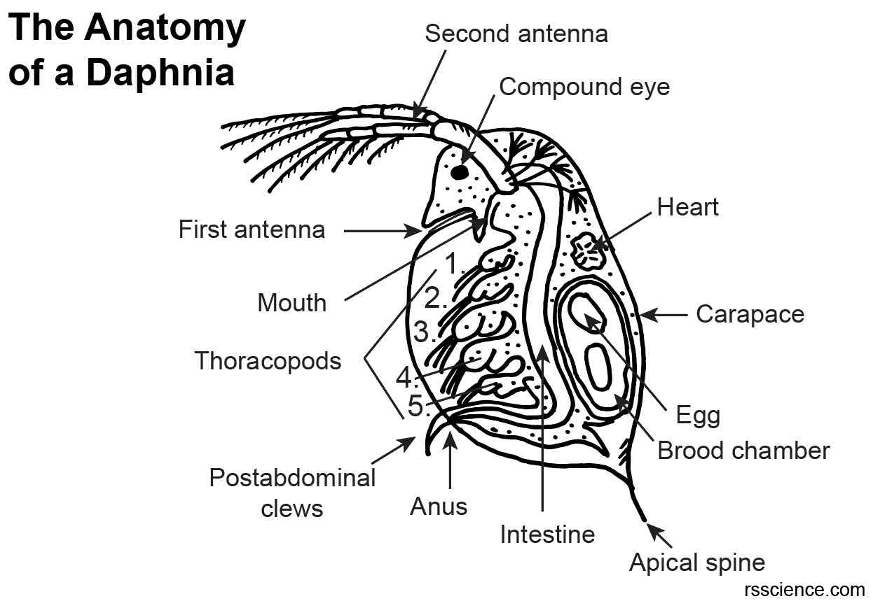 Daphnia Magna Heart Diagram Sketch Coloring Page Daphnia Magna Heart Diagram Sketch Coloring Page