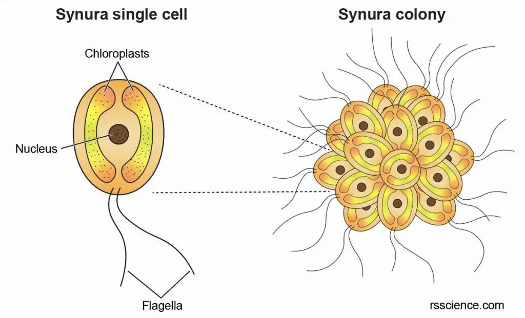 anatomy-of-Synura-single-cell-and-colony