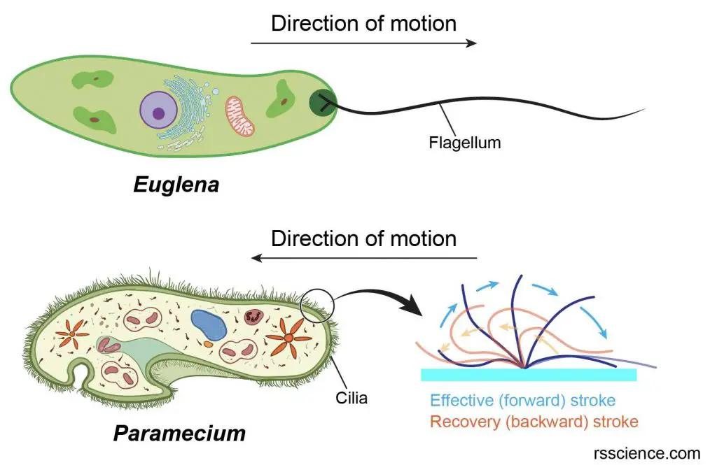 what cells are flagella found in