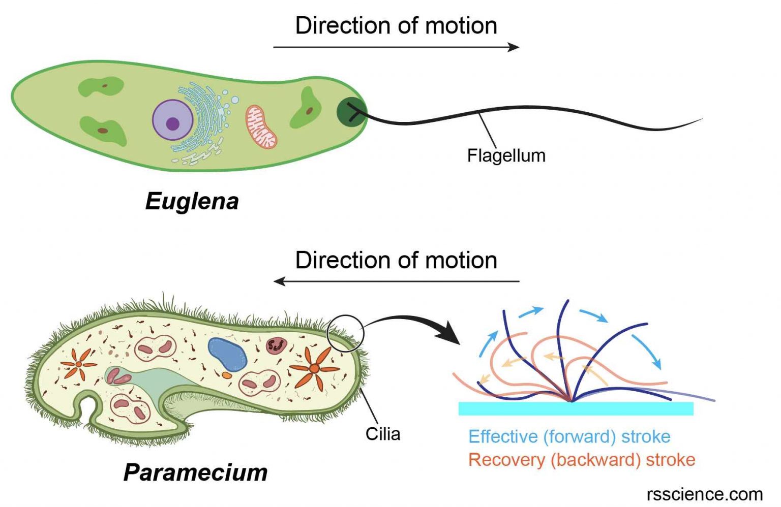 flagella-and-cilia-definition-structure-and-functions-rs-science