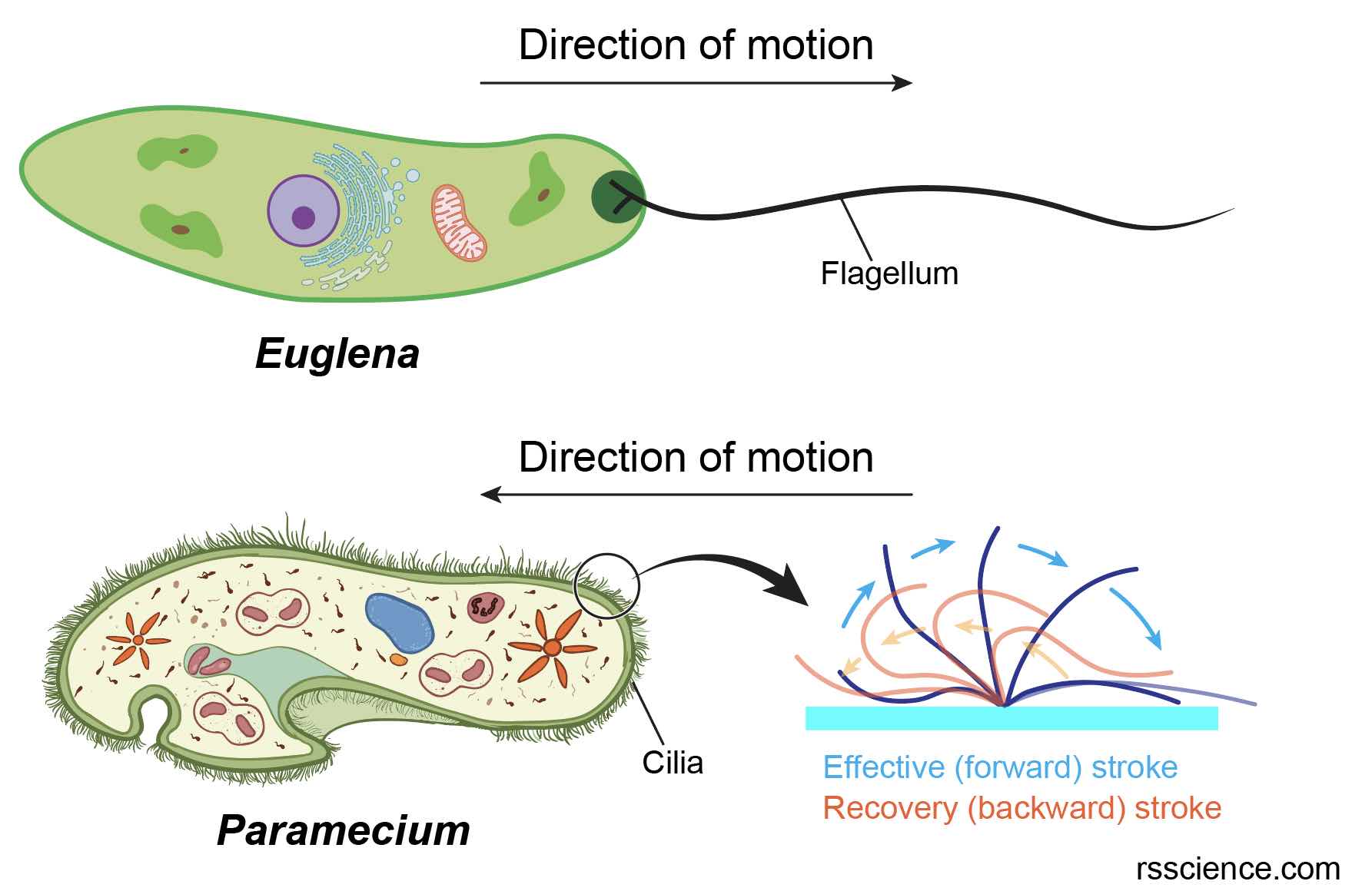 Flagella And Cilia Definition Structure And Functions Rs Science