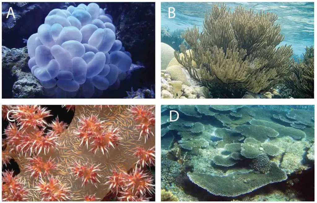 coral-colonies-shapes-sizes