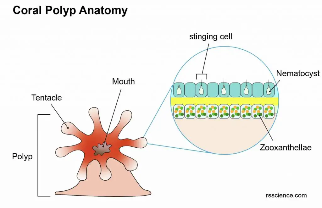 coral-polyp-anatomy1