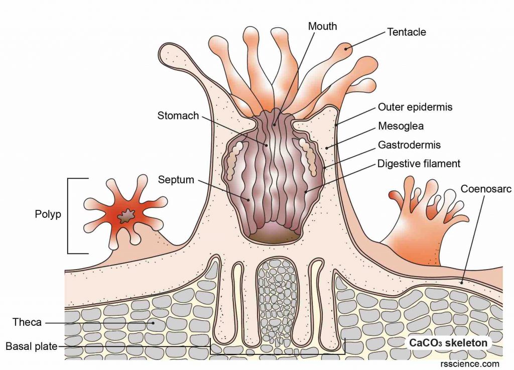 coral-polyps-structure