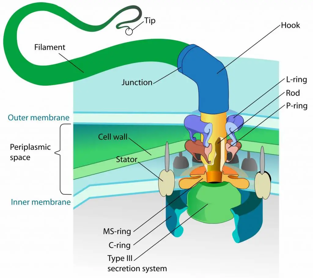 detailed-structure-bacterial-flagellum