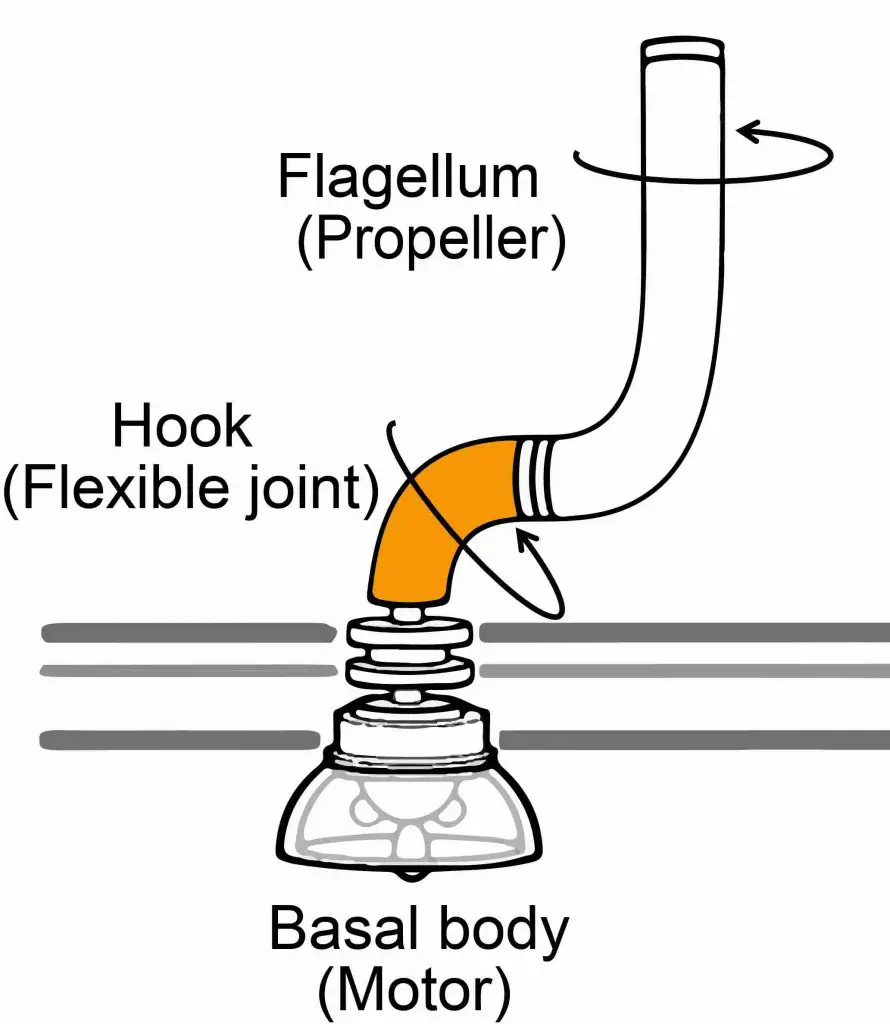 flagella-hook-structure