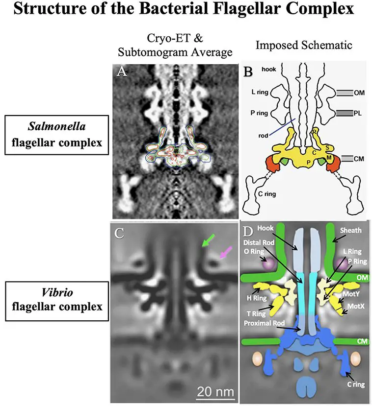 flagellar-base-complex-cryo-EM