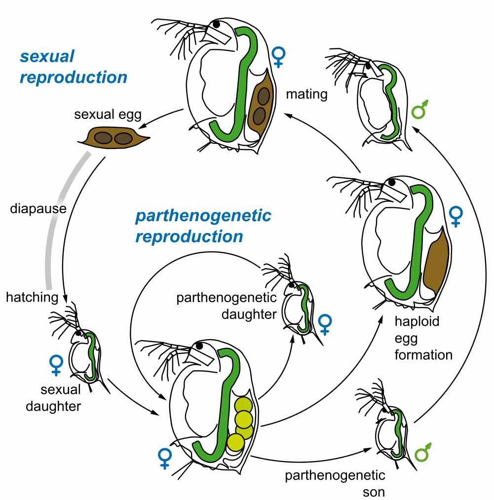 life-cycle-of-Daphnia-magna-sexual-reproduction
