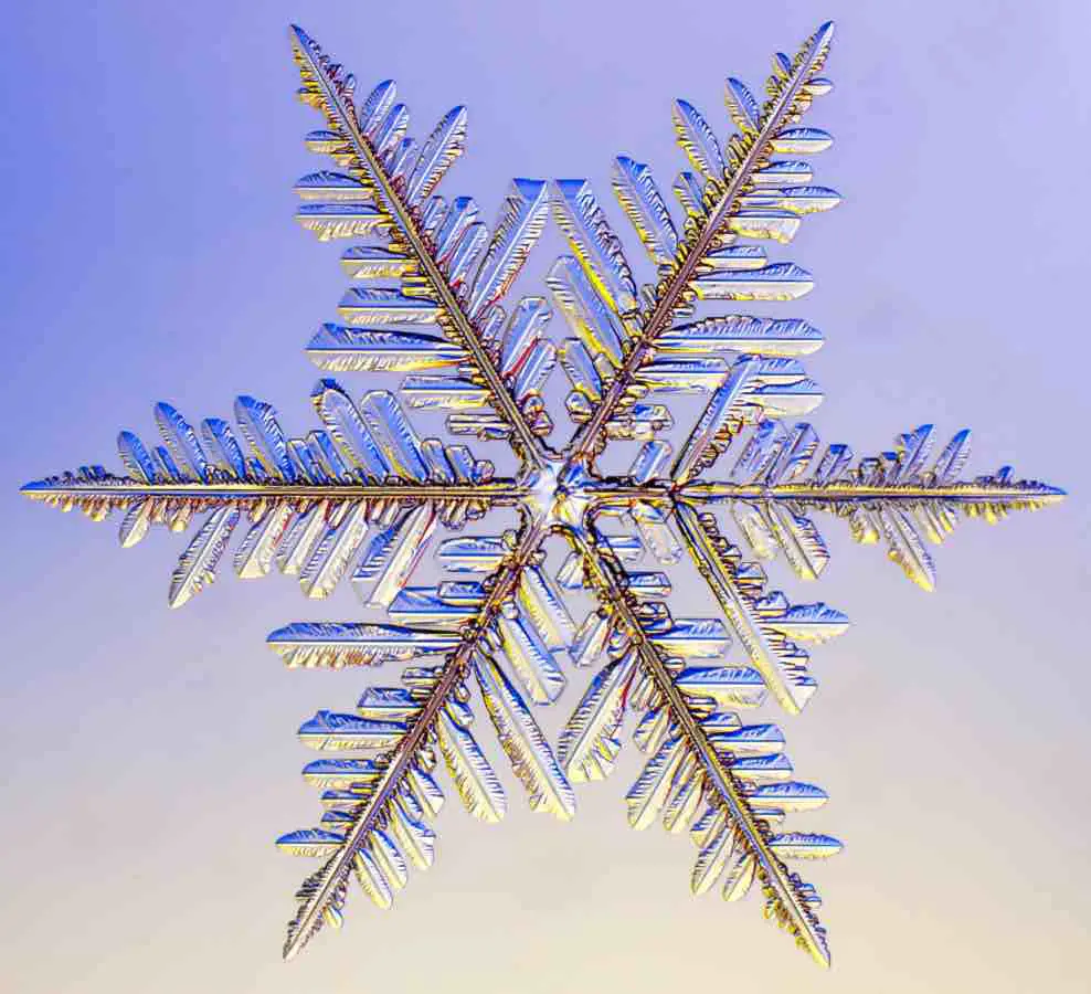 snowflake-fernlike-stellar-dendrite