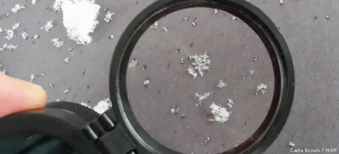 snowflakes-magnifying-glass