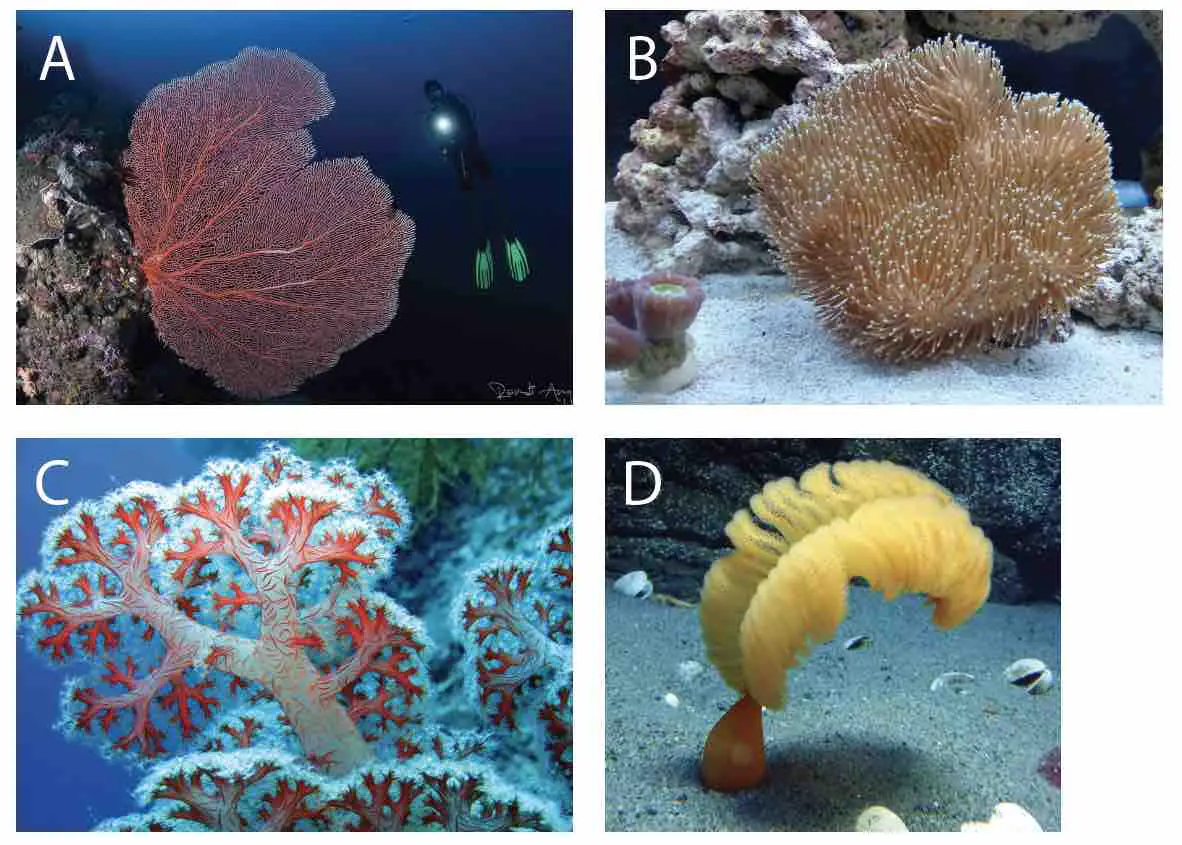 Coral classification, characteristics, structure and types Rs' Science