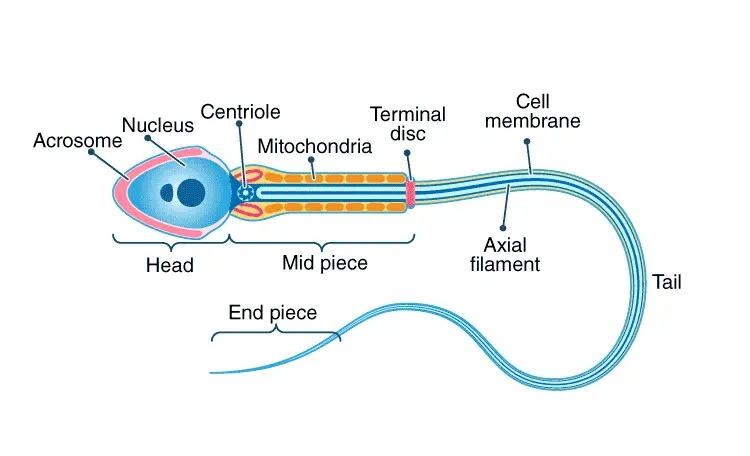 sperm-structure