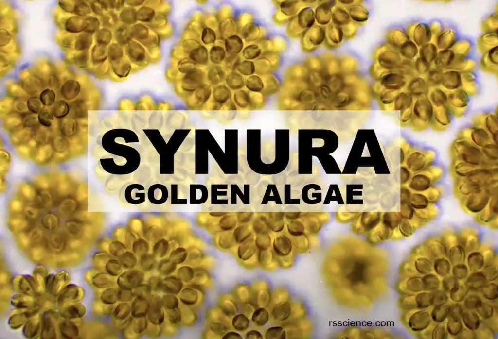 synura golden algae structure classification