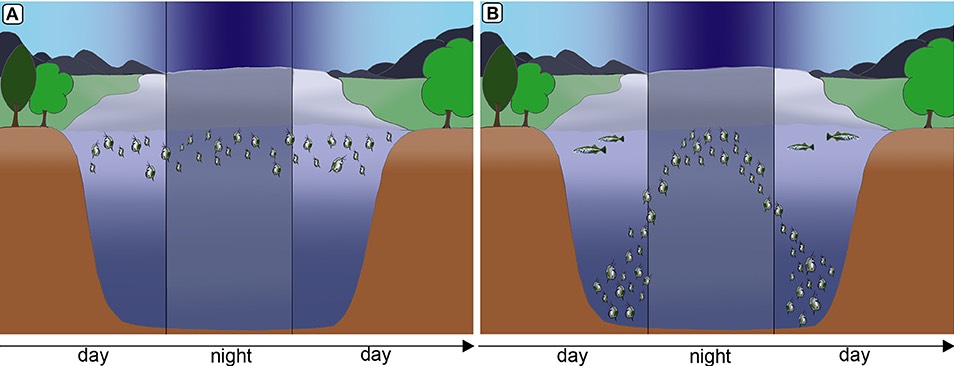 vertical-migration-of-Daphnias