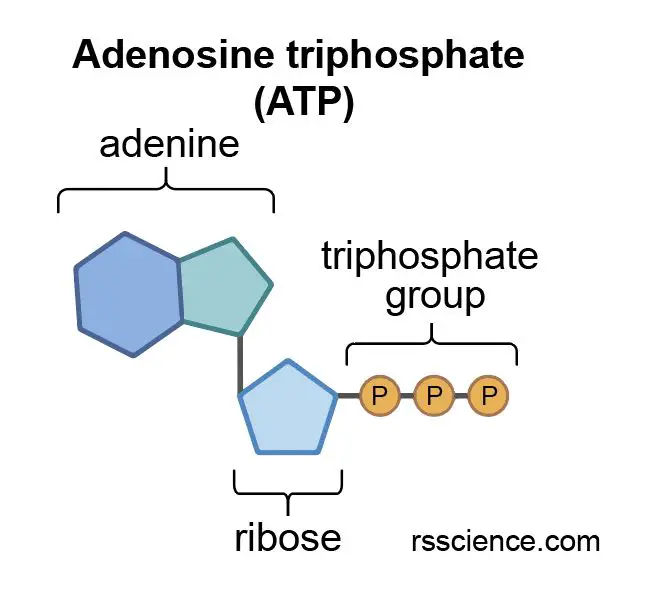 Adenosine-triphosphate-structure