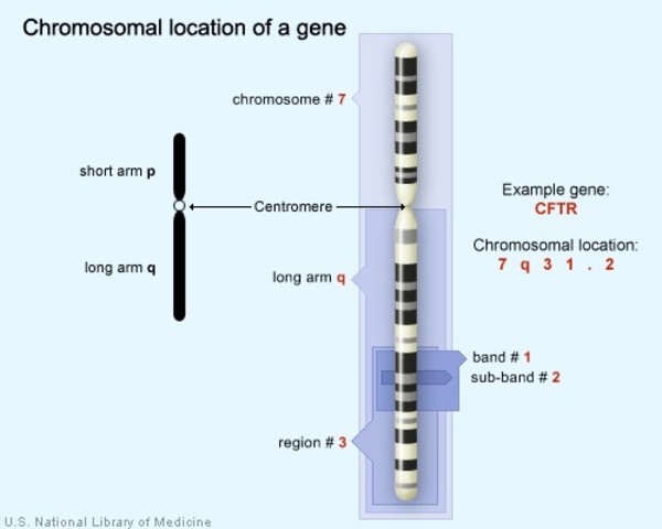 CFTR-gene-location-on-chromosome