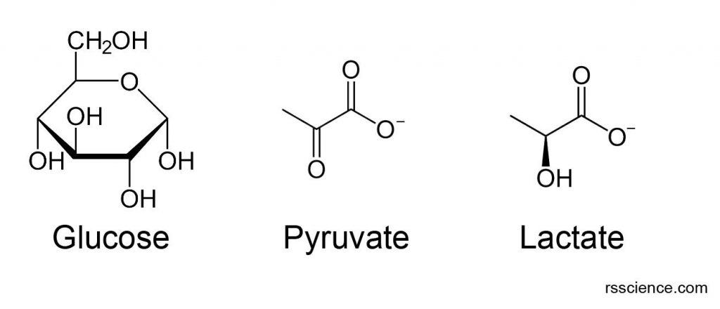 Chemical-structures-glucose-pyruvate-actate